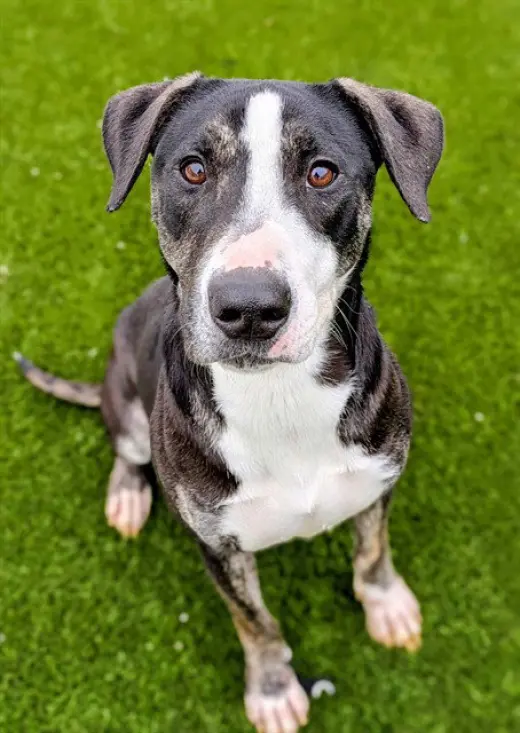HARPER