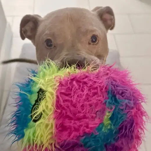 Atlas