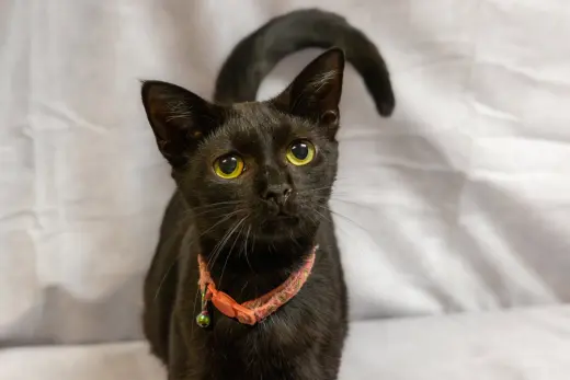 Soot