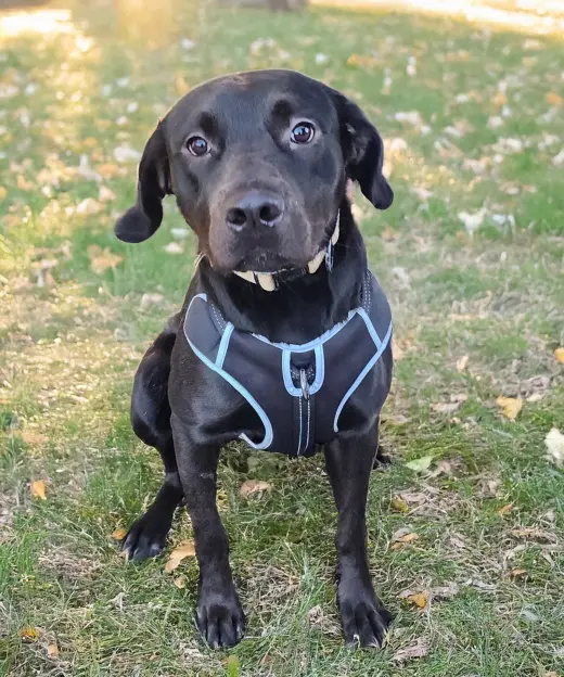Huncho - Leader of the Snack