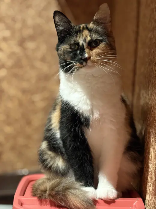 Edith ( must be adopted with ESTHER)