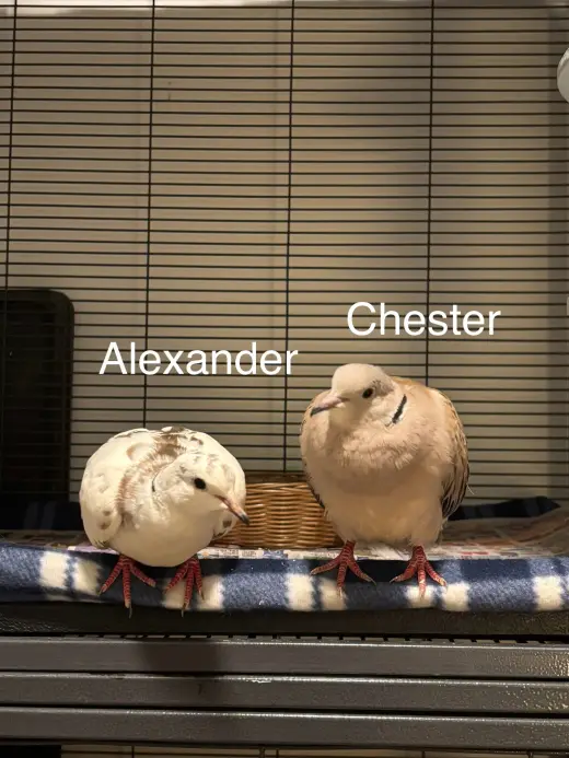 Alexander and Chester