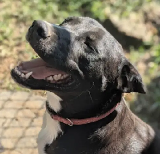 Sidney (in foster)