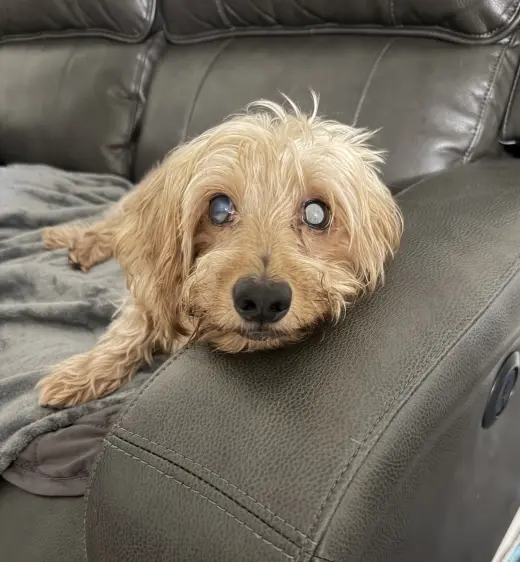 Sammy (being fostered in Miami, FL)