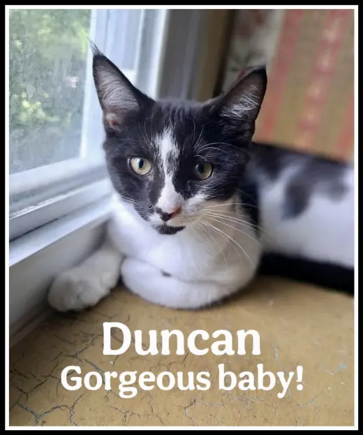 Duncan, Willow Grove Area, (FCID 06/09/2025-152)