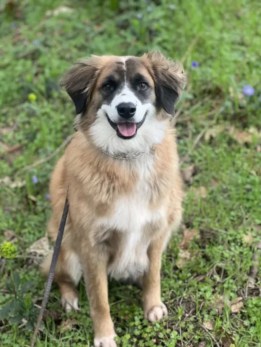 Alphie