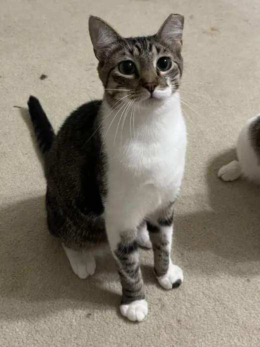 Brutus
