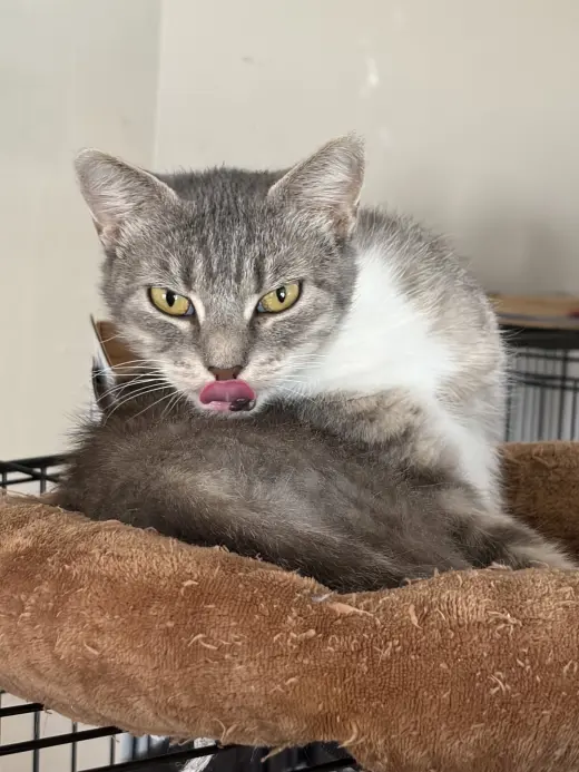 Meredith