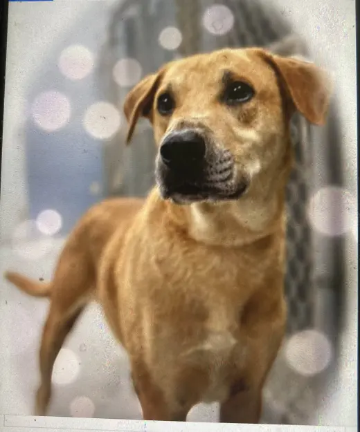 Oliver (in foster)