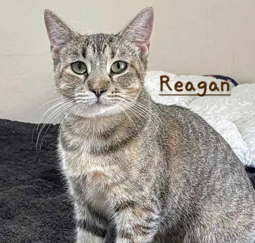 Reagan #car-ride-queen