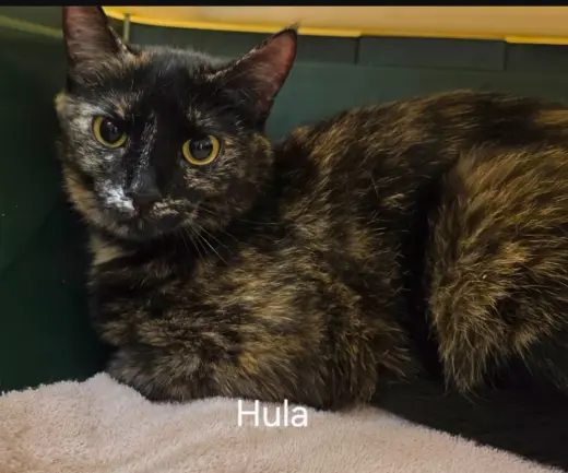 Hula