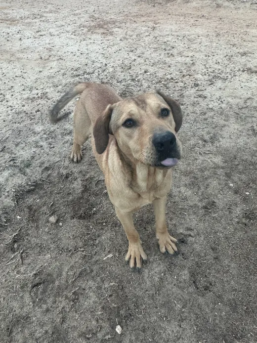 Rocky