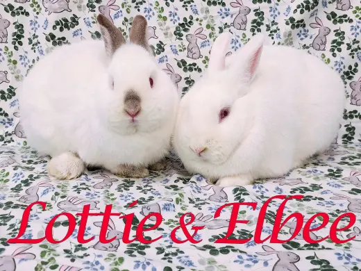 Lottie (bonded to Elbee)