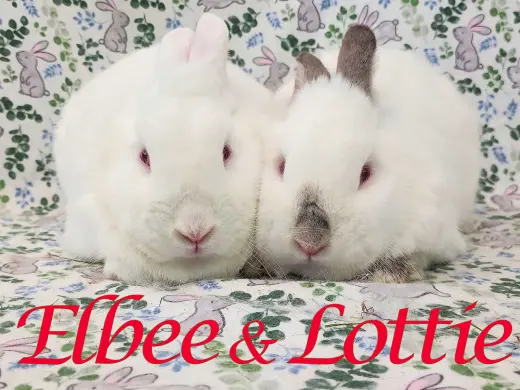 Elbee (bonded to Lottie)