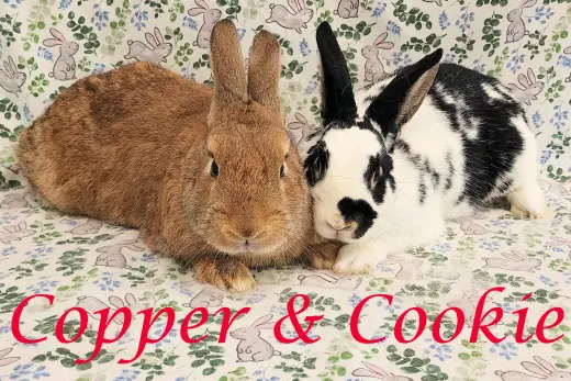 Copper (bonded to Cookie)