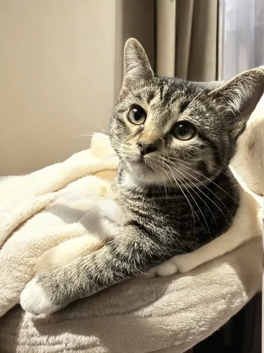 Evie (bonded pair with Seely)