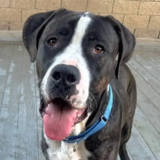Moose (Courtesy Post) - Adopt Me!