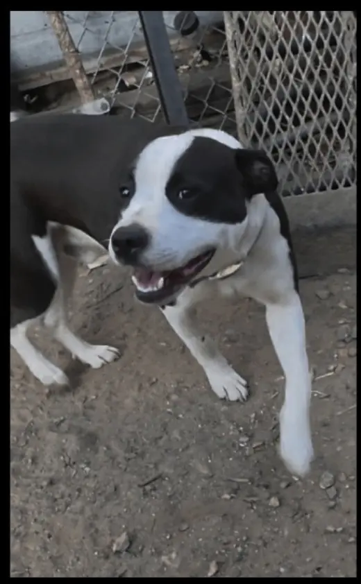 Oreo