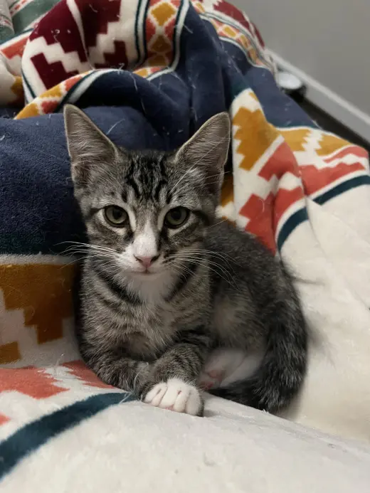 Sammy