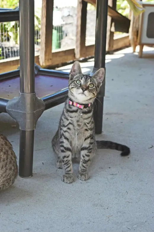 Season Kitties : Fall