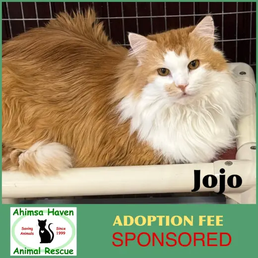 JoJo