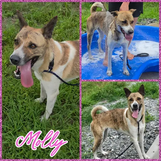 Molly
