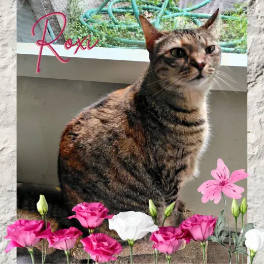 Roxi