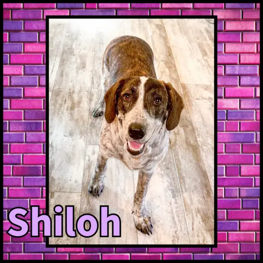 Shiloh GDP