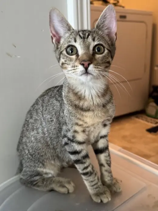 Carlotta