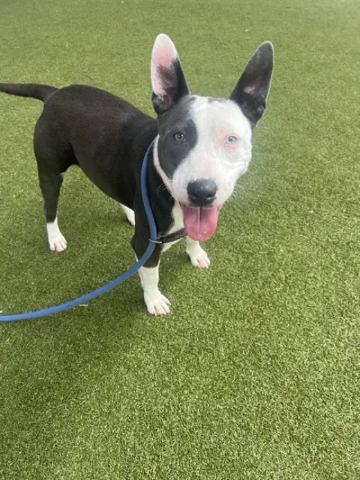 MARLA POOCH