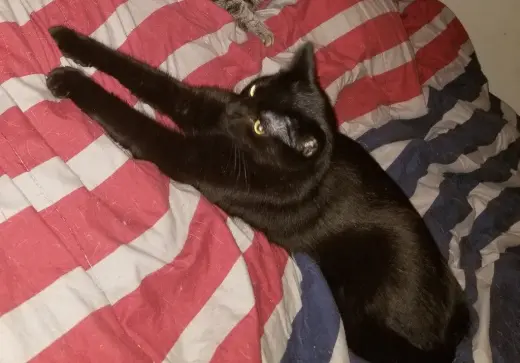 Smokey (Courtesy Post)
