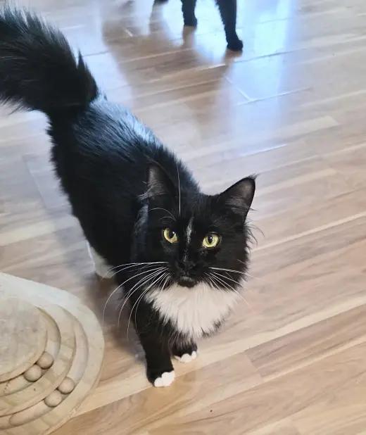 Willow