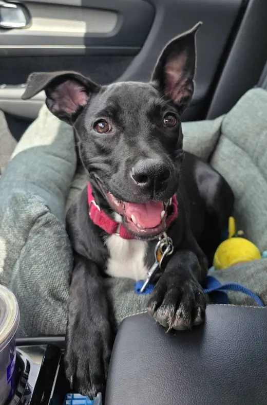 Elphie