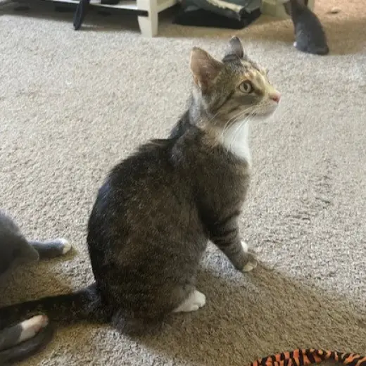 Olive