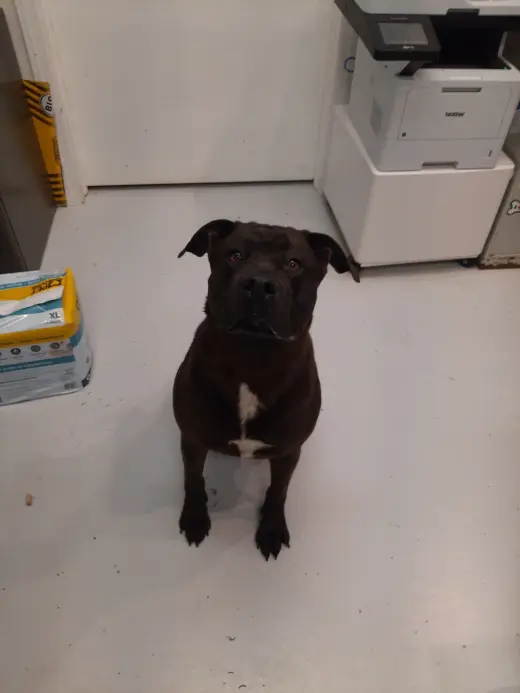 Kona