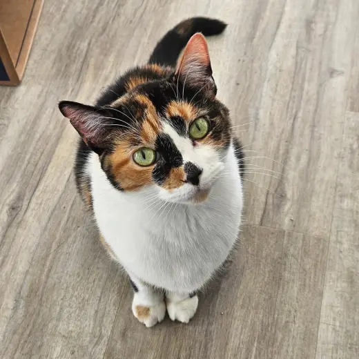 Sylvie
