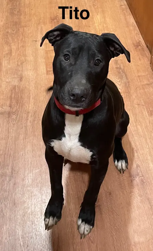 Tito