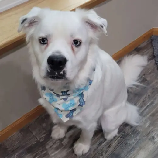 Falcor