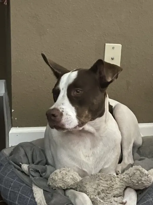 Roscoe