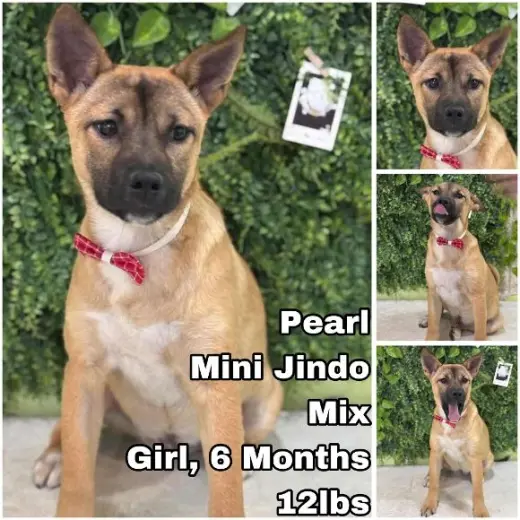 Pearl from Korea
