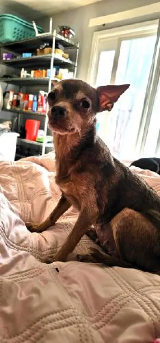 Piper Pixie