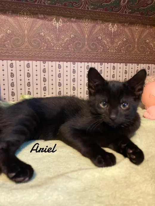 Ariel