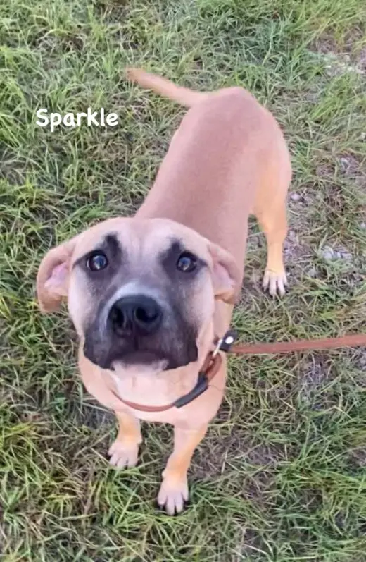 Sparkle