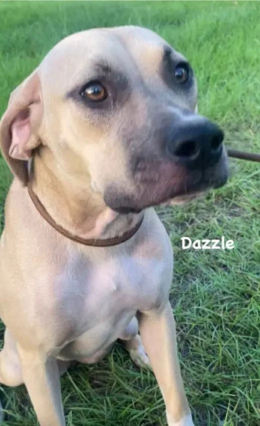 Dazzle