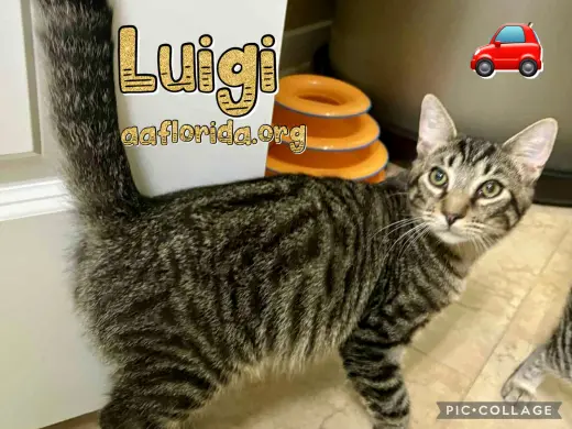 Luigi