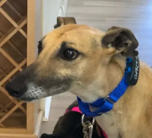 Roo