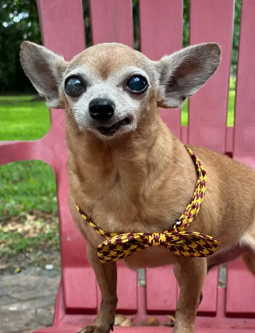 Coco