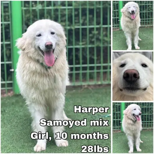 Harper from Korea