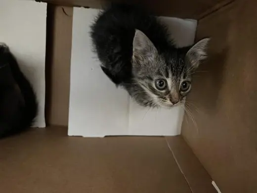 SIMBA