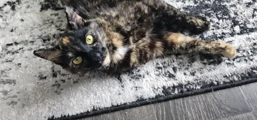 Artemis